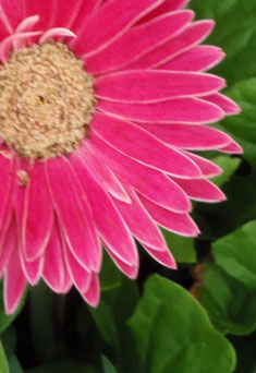 Photographic Restoration